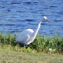 Prowling Egret